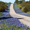 lupin-flori-albastre-pe-drum-thomas-pettengill